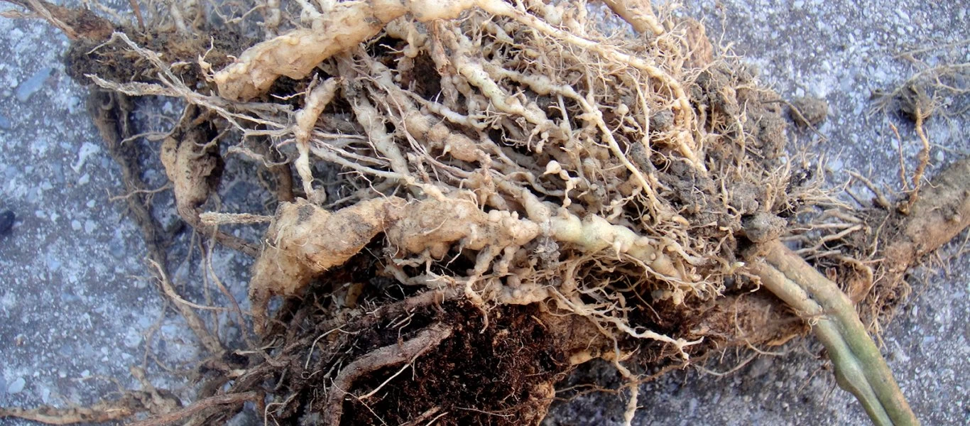 Ανατριχιαστικό: Αυτά είναι τα τρία «τέρατα» που ζουν μέσα στο ανθρώπινο σώμα